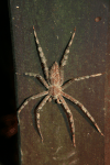 Lichen Huntsman Spider (Heteropoda boiei)