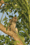 Long-tailed Macaque (Macaca fascicularis)