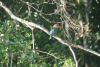 Stork-billed Kingfisher (Pelargopsis capensis)