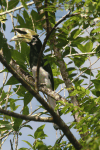Oriental Pied Hornbill (Anthracoceros albirostris)