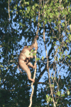 Southern Pig-tailed Macaques Climbing
