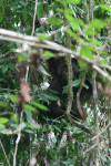 Northeast Bornean Orangutan (Pongo pygmaeus morio)