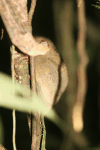Bornean Tarsier (Cephalopachus bancanus borneanus)
