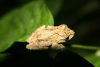 Chasen's Frilled Tree Frog (Kurixalus chaseni)
