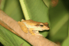 Dark-eared Tree Frog (Polypedates macrotis)