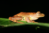 Harlequin Tree Frog (Rhacophorus pardalis)