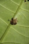 Cicada (Cicadoidea fam.)