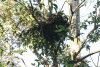 Orangutan Tree Nest