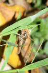Sphinx Moth (Sphingidae gen.)