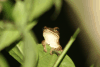 Common Tree Frog (Polypedates leucomystax)