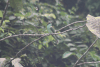 Blue-throated Bee-eater (Merops viridis)