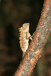Borneo Forest Dragon (Gonocephalus bornensis)