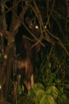 Bornean Sambar Deer (Rusa unicolor brookei)