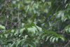 Greater Green Leafbird (Chloropsis sonnerati)