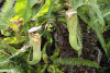 Pitcher Plant (Nepenthes sp.)