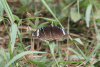 Great Eggfly (Hypolimnas bolina)