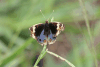 Blue Pansy (Junonia orithya)