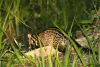 Malayan Civet (Viverra tangalunga)