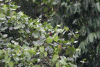 Scarlet Minivet (Pericrocotus speciosus)