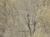 Long-legged Buzzard (Buteo rufinus)