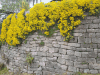 Flowers Stone Wall