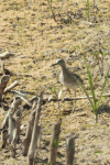 Calidris pugnax