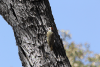 Bennett's Woodpecker ssp. bennettii (Campethera bennettii bennettii)