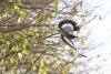 Lilac-breasted Roller ssp. caudatus (Coracias caudatus caudatus)