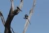 Magpie Shrike (Urolestes melanoleucus)