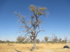 Lots Dead Trees Okavango