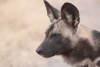 Close-up Cape Wild Dog