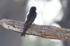 Clancey's Fork-tailed Drongo (Dicrurus adsimilis apivorus)