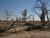Dead Trees Delta