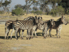 Equus quagga chapmani