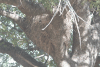 Common Hamerkop Nest