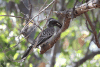 African Grey Hornbill (Lophoceros nasutus)