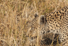 Close-up Leopard