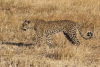 African Leopard (Panthera pardus pardus)