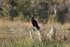 Mainland African Darter (Anhinga rufa rufa)