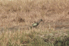 Northern Hadada Ibis (Bostrychia hagedash brevirostris)