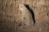 Southern African Wildcat (Felis lybica cafra)