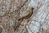 Kalahari Go-away Bird (Corythaixoides concolor bechuanae)
