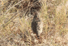 Crested Francolin ssp. zambesiae (Ortygornis sephaena zambesiae)