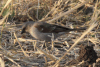 Northern Grey-headed Sparrow (Passer griseus)