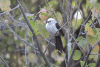 Southern Pied Babbler (Turdoides bicolor)