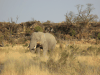 African Bush Elephant (Loxodonta africana)