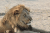 Close-up Male Lion