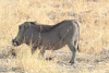 Southern Warthog (Phacochoerus africanus sundevallii)