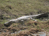 Crocodylus niloticus cowiei