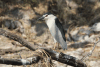 Old World Black-crowned Night Heron (Nycticorax nycticorax nycticorax)
